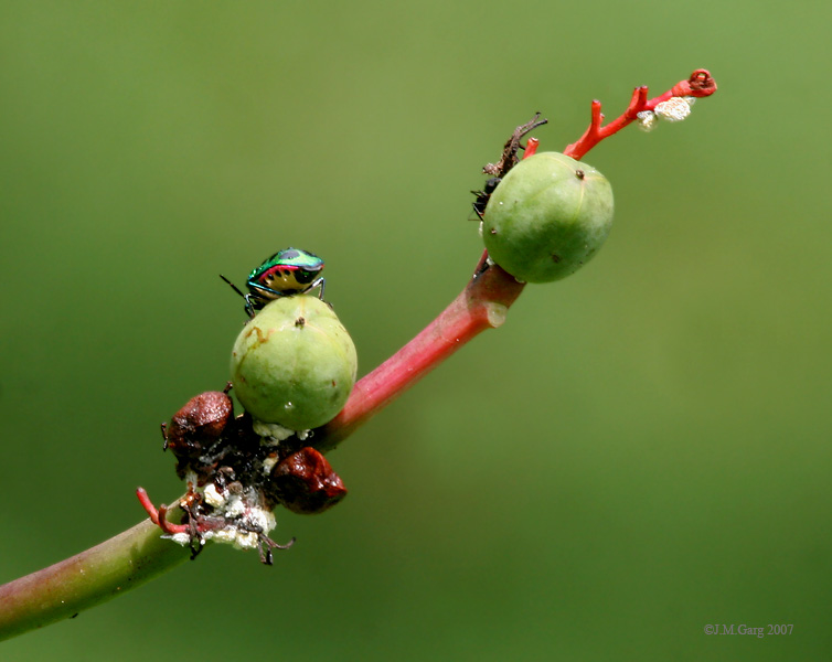 File:Fruit I IMG 9792.jpg