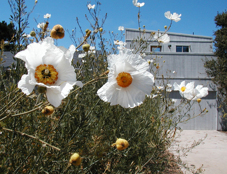 File:20071130055331!Matilija poppies.jpg