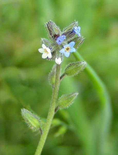 File:Changing Forget-me-not 600.jpg