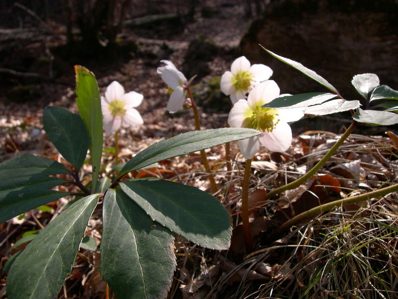 File:20070414144034!Illustration Helleborus niger0.jpg
