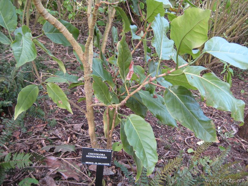 File:Coccoloba hondurensis-IMG 7412 sfbg0308.jpg