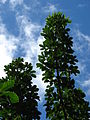 File:90px-Starr 061109-1504 Schefflera arboricola.jpg