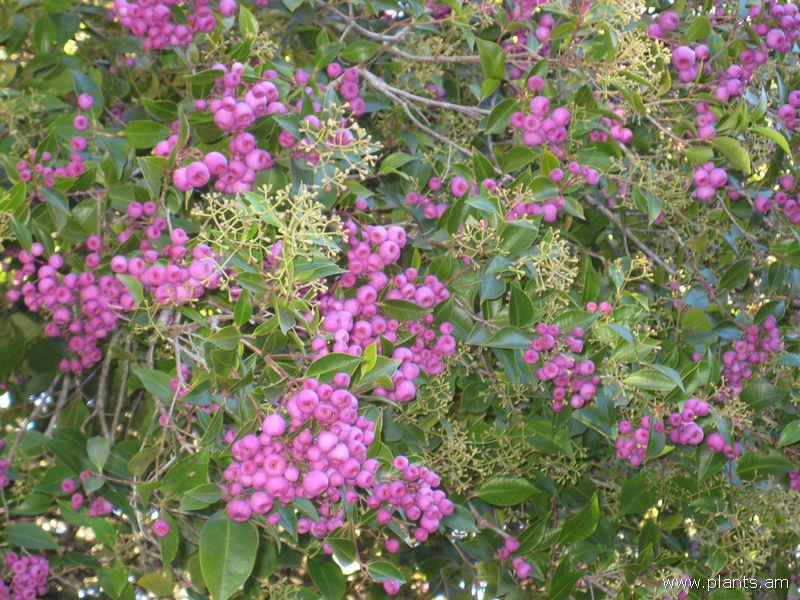 File:Acmena smithii-lilly-pilly-IMG 6945 sfbg0308.jpg