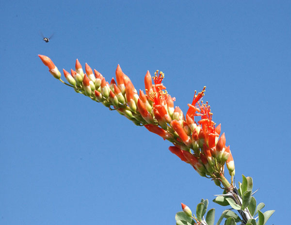 File:Ocotillo-with-bee.jpg
