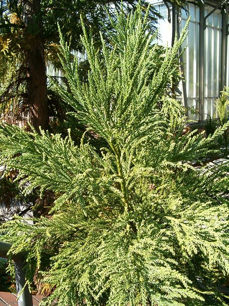 File:Cryptomeria japonica Habitus BotGardBln0906a.jpg