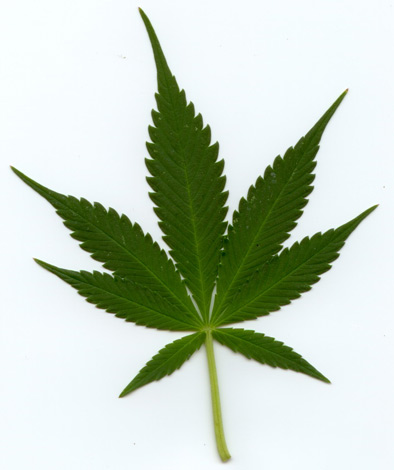 File:Indica leaf.jpg