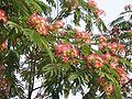 File:120px-AlbizziaJulibrissin3.jpg