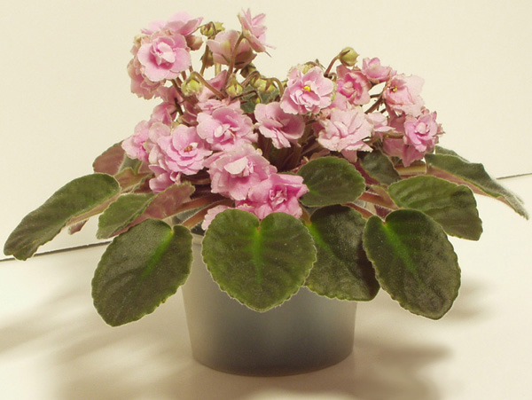 File:Pink African Violet.jpg