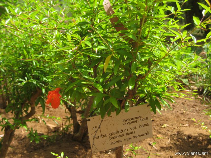 File:Punica granatum-var. nana-IMG 3179 lokrun.jpg