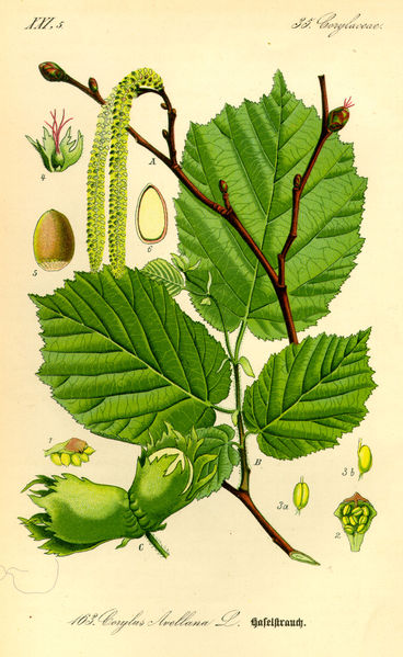 File:20070813035742!Illustration Corylus avellana0.jpg