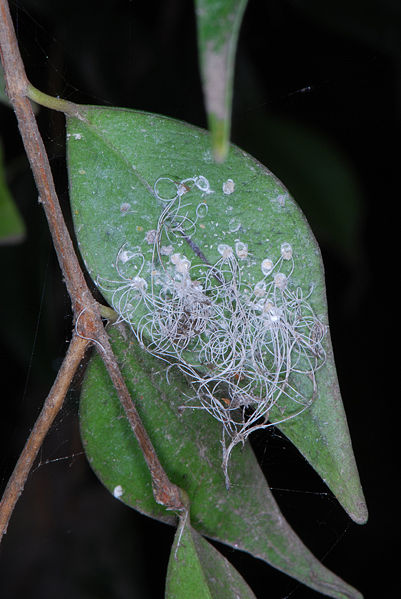 File:Syzygium luehmannii (476289701).jpg
