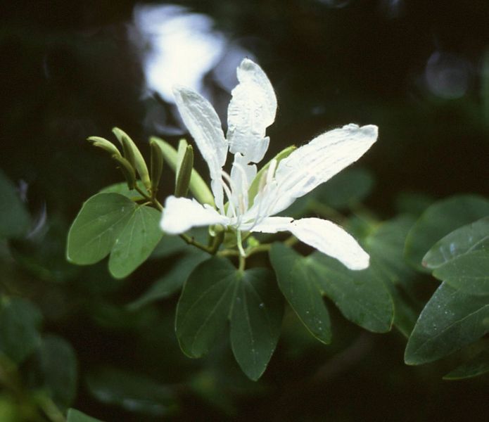 File:Bauhinia forficata.jpg