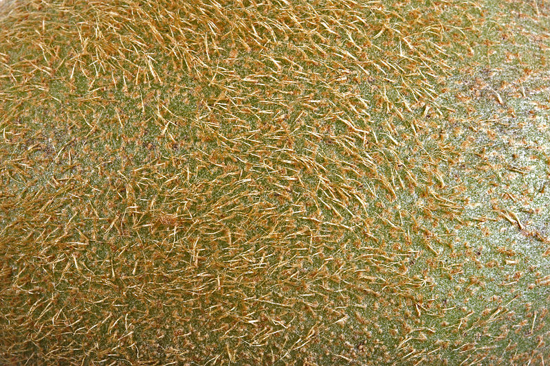 File:Sa kiwi skin.jpg