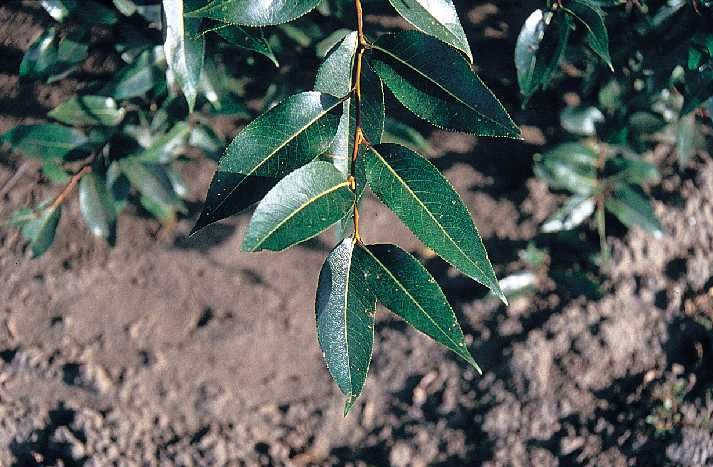 File:Salix pentandra(02).jpg