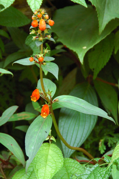 File:Gloxinia Southern Peru.jpg