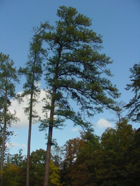 File:Pinus taeda.jpg