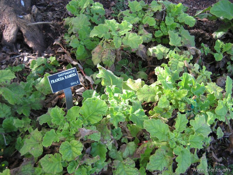 File:Francoa ramosa-IMG 7315 sfbg0308.jpg