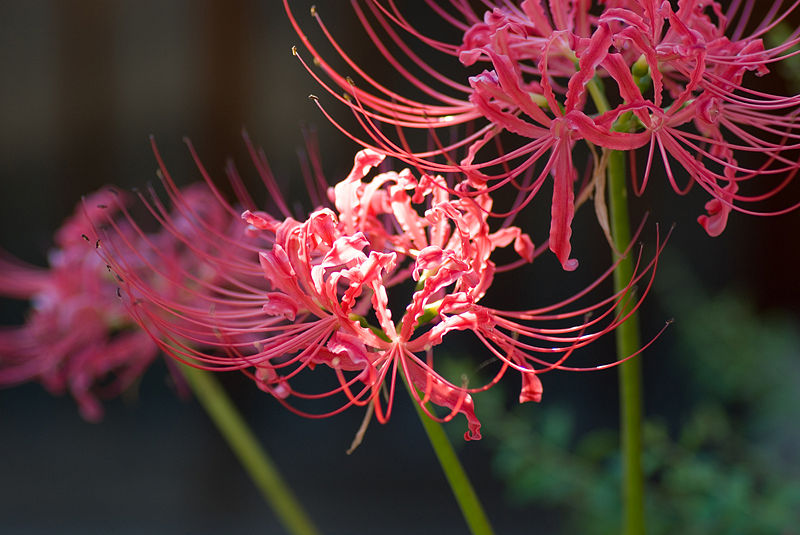 File:Red spider lily October 2007 Osaka Japan.jpg