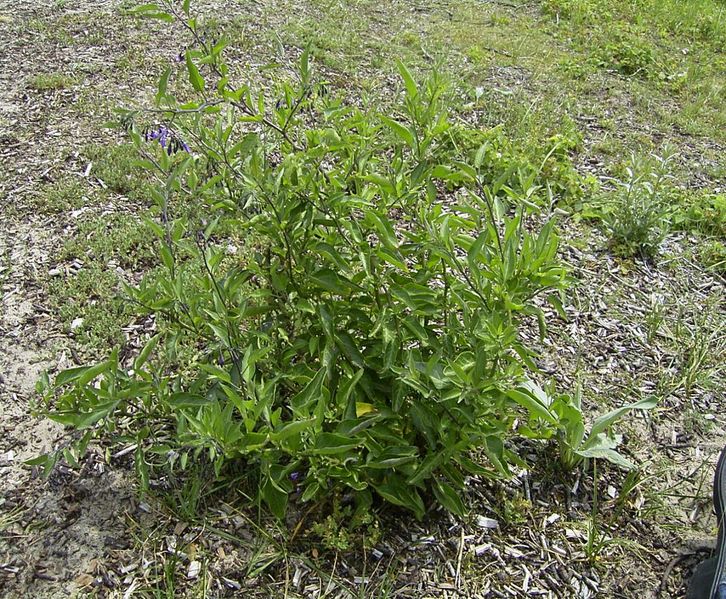 File:SolanumDulcamara-plant-sm.jpg
