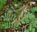 Tephrosia villosa in Hyderabad, India.