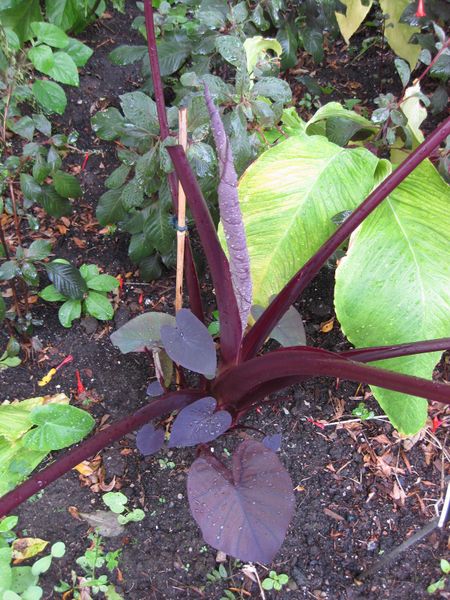 File:IMG 0853 bbg09.jpg