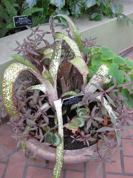 File:IMG 0898 bbg09.jpg