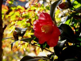 Camellia japonica