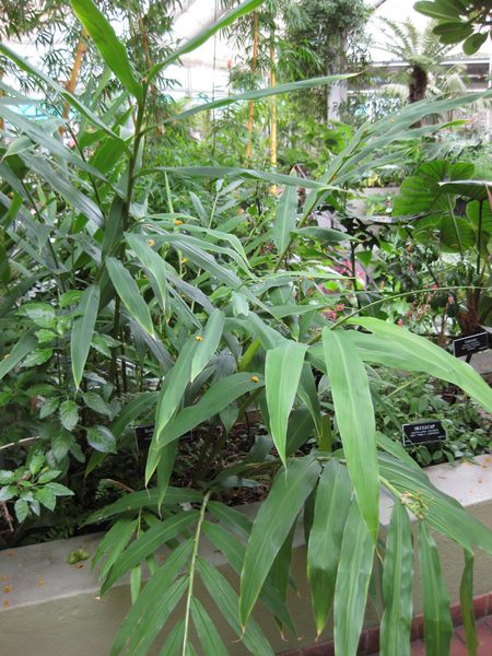 File:IMG 0934 bbg09.jpg