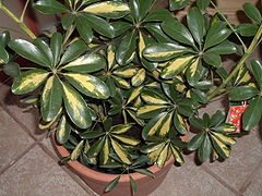 A variegated cultivar of Schefflera arboricola