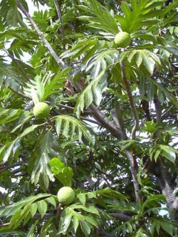 Breadfruit (Artocarpus communis)