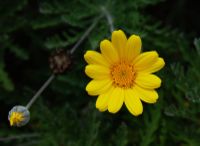 Yellow Camomille (Anthemis tinctoria)
