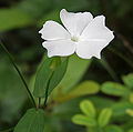 Thunbergia fragrans in Talakona forest, in Chittoor District of Andhra Pradesh, India.