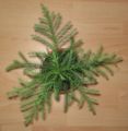 1 year old Cryptomeria from above