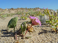 Pink sand verbena