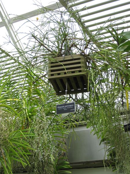 File:IMG 0999 bbg09.jpg