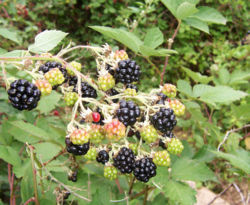 Blackberries on a bush