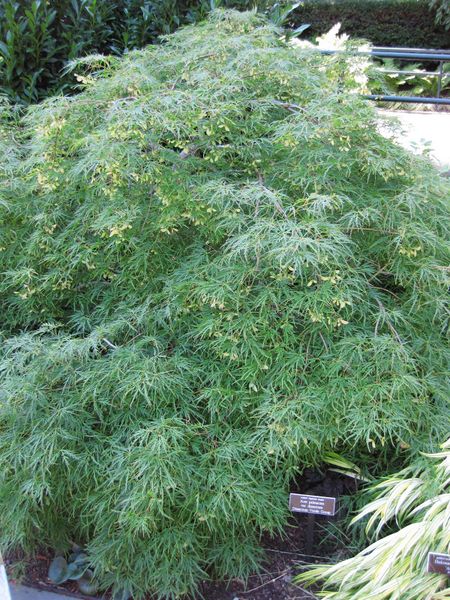 File:IMG 0003 nybg09.jpg