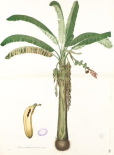 Musa paradisiaca