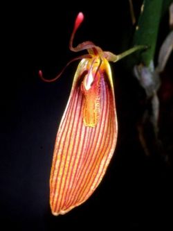 Antennae-carrying Restrepia (Restrepia antennifera)