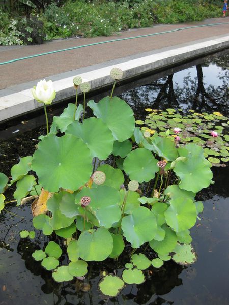 File:IMG 0876 bbg09.jpg