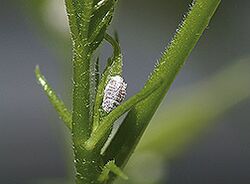 pink hibiscus mealybug, Maconellicoccus hirsutus