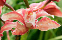 Cymbidium