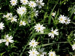 Stellaria holostea