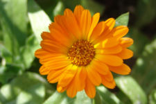 Pot Marigold (Calendula officinalis)