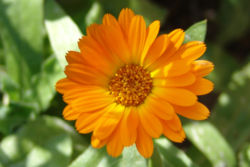 Pot Marigold (Calendula officinalis)