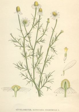 German Chamomile (Matricaria recutita)