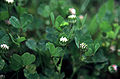 Trifolium microdon