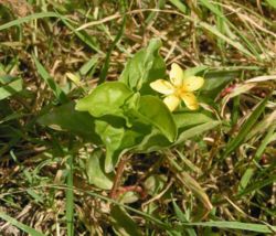 Yellow pimpernel, Lysimachia nemorum