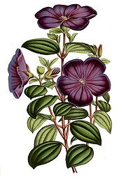 Tibouchina elegans