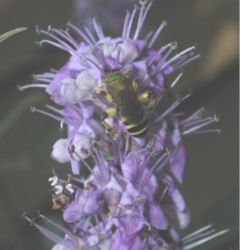 Vitex agnus-castus flowers with halictid bee, Hemingway, South Carolina